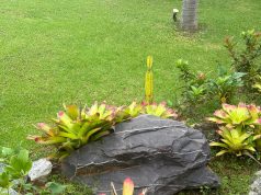 مرحلة الجمال