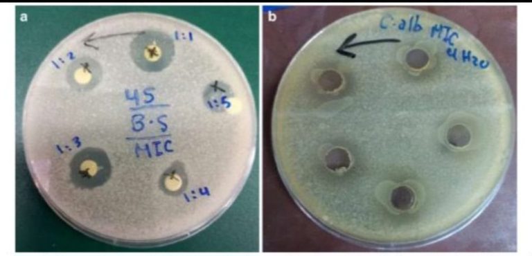 إكتشاف مستخلصات نباتية للقضاء على البكتيريا
