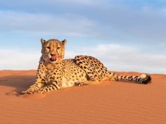 الفهد الصحراوي “أماياس” يظهر بحظيرة الأهقار