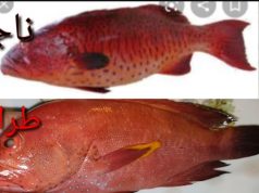 البيئة” تحدد موعد بدء حظر صيد الناجل والطرادي في البحر الأحمر