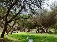 وادي ضرك.. لوحة طبيعية ساحرة تجذب الزوار في محافظة المندق