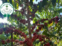 من مزرعة “الملاليح” في شدا الأعلى.. عبق البن البلدي يحاكي تراث الوطن وجمال السياحة في مملكتنا الغالية