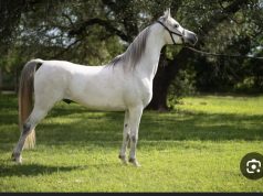 البطولة الرابعة لدوري جمعية فرسان لقفز الحواجز