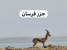 فرسان لؤلؤة على خليج الأحلام