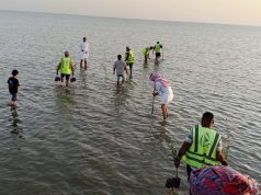 بيئة الليث تنفذ مبادرة لزراعة 800 شتلة مانجروف على الكورنيش الجنوبي ضمن أسبوع البيئة 2025