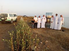 بيئة الليث تنفذ مبادرة لزراعة 800 شتلة مانجروف على الكورنيش الجنوبي ضمن أسبوع البيئة 2025