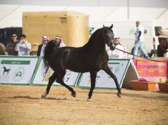 إنطلاق بطولة القصيم للخيل العربية الأصيلة