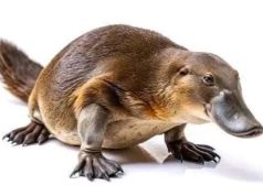 خلد الماء: مخلوق حير العلماء