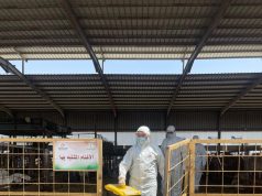 بيئة العاصمة المقدسة تنفذ فرضية لانتشار وباء بسوق مواشي جنوب مكة