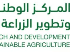 المانجو في جازان.. ثروة اقتصادية تنمو بالبحث والتطوير