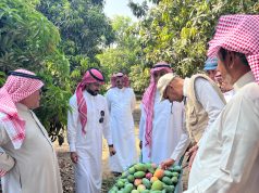 تنظيم ورشة عمل حول الممارسات الزراعية السليمة لأشجار المانجو في صبيا