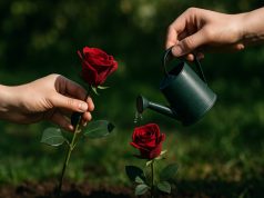 بين المُعجب والمُحب… من يسقيك ومن يقطفك؟