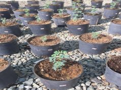 “خبير منظمة (الفاو) ينجح في تحسين إنبات بذور شجرة السمر ومقاومتها للجفاف عبر تقنيات تهيئة البذور، ونتائج واعدة في مكافحة التصحر”