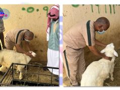 “بيئة أضم” تنفذ ورشة عمل ميدانية للتوعية بصحة المواشي