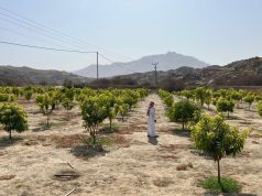 “بيئة أضم” تتابع ميدانيًا مزارع المانجو ضمن برنامج الاستصلاح الزراعي