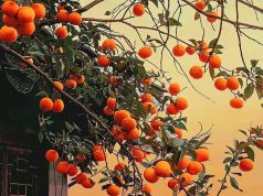 أغصان النارنج