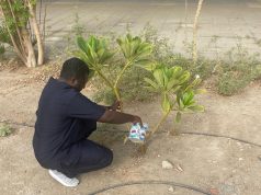 بيئة جدة تنفذ مبادرة تطوعية لسقاية ورعاية الشتلات في مجمع السلامة الإبتدائية لتعزيز الاستدامة البيئية