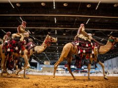 معرض أبوظبي الدولي للصيد والفروسية يُسدل الستار عن فعاليات اليوم الخامس بالعروض التراثية والتجارب الثقافية الغنية