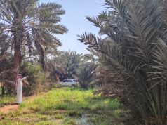 ”بيئة رابغ تنفذ جولة إرشادية على المزارع لتعزيز الاستدامة الزراعية”