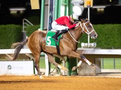 بشعار “عِش وهج السرعة”.. نادي سباقات الخيل يفتتح موسم 2025-2026