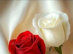 حين تتكلم الورود… ويكتب الصفاء والحب سطورَهُما