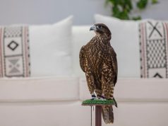 بأكثر من 38 مليون ريال.. نادي الصقور السعودي يوضح تفاصيل جوائز مهرجان الملك عبدالعزيز للصقور 2025