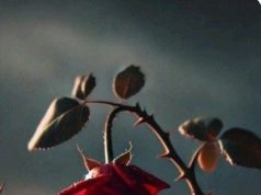 المحبّة الصادقة… نورٌ يبقى وإن غاب أهله