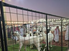 بيئة العاصمة المقدسة تنظم الملتقى العاشر لملاك الماعز البيشي الأصيل بعمق