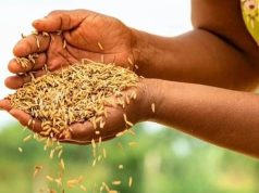 تعاون مصري إيطالي من أجل الزراعة المستدامة