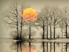 أنين الشّعور