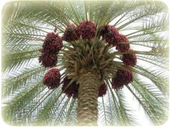 هُزّي النخلة