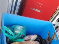 زراعة عسير: ضبط نحو 594 كلجرام من الأسماك الفاسدة