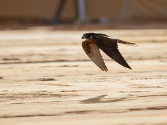 6 أشواط تأهيلية للهواة المحليين في اليوم السادس لمهرجان الملك عبدالعزيز للصقور 2025