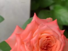 ليس كل من يشبهنا يكون منا