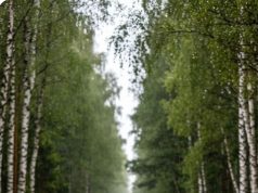 ليس كل صمت حكمة ولا كل كلام شجاعة