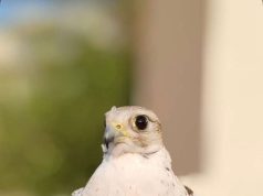 إنطلاق مهرجان الأصالة للصقور الأول بمحافظة غامد الزناد