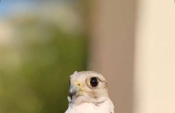 إنطلاق مهرجان الأصالة للصقور الأول بمحافظة غامد الزناد