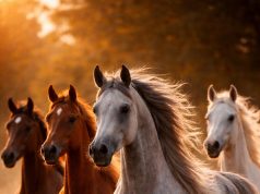 عِشْقُ الأَمِيرَةِ لِلْخَيْل