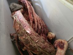 ضمن الحملات الاستباقية لشهر رمضان أمانة جدة تغلق مواقع عشوائية وتتلف 5 أطنان من اللحوم والمواد الغذائية الفاسدة