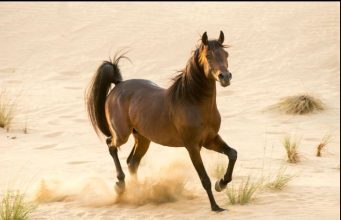 من الصحراء إلى المنصات العالمية.. الخيل العربي يعكس عمق التراث السعودي
