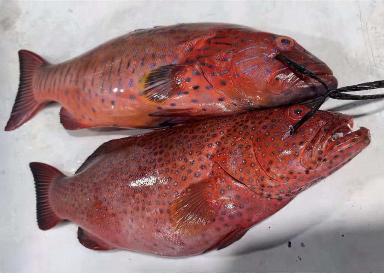 ‏بيئة منطقة مكة تعلن بدء حظر صيد أسماك الناجل والطرادي لمدة شهرين