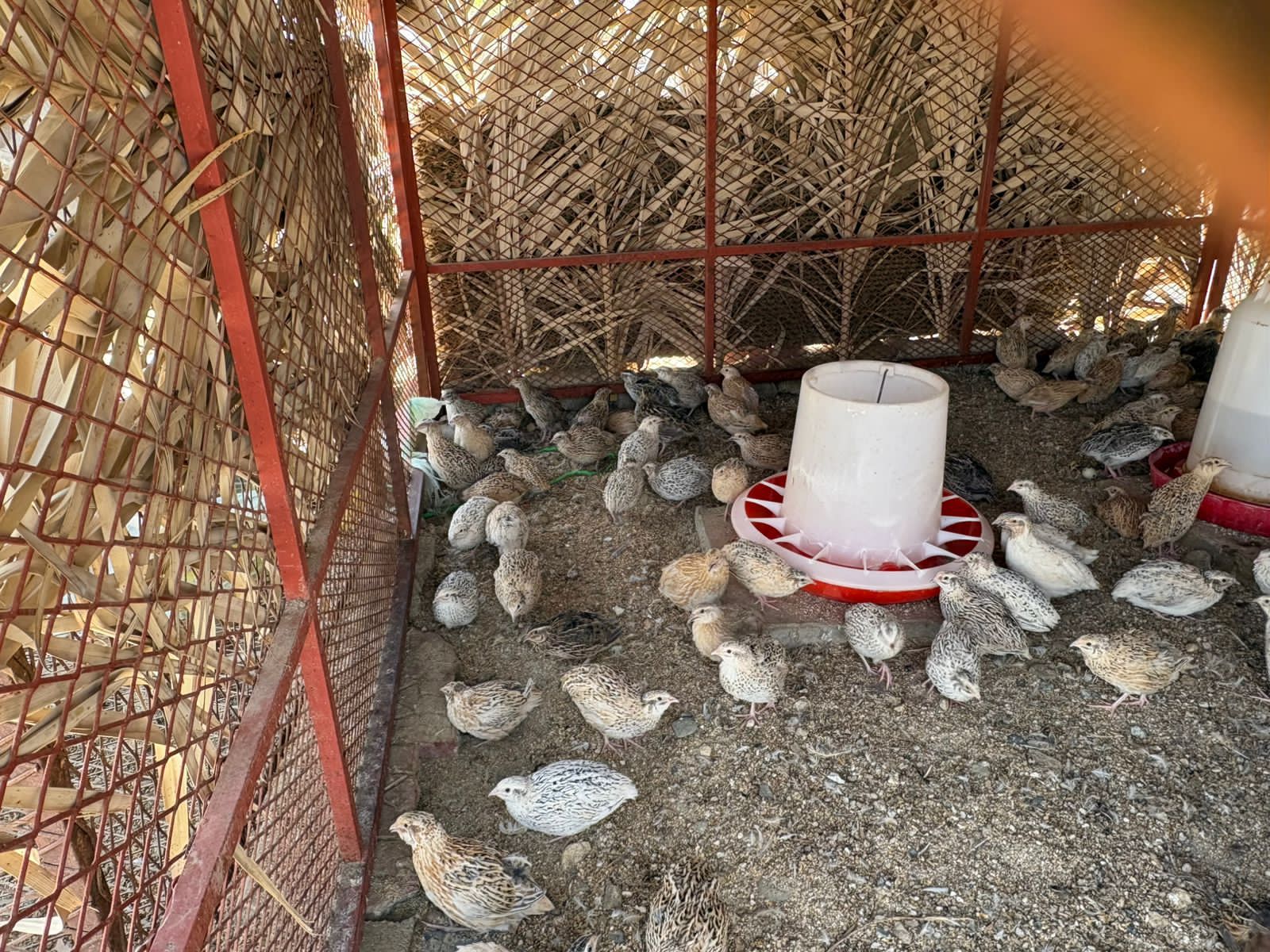 ‏‏بيئة أضم تكثف جولاتها الرقابية وتضبط مخالفات الدواجن العشوائية 