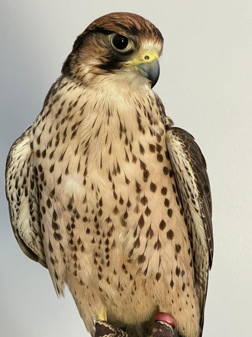 من إرث الصقارة إلى مختبرات الجينوم.. إنجاز سعودي يفك الشفرة الوراثية للصقور ويعزز صونها عالميًا