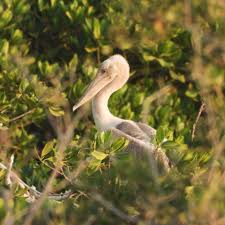 حارس سواحل جيزان”… البجع ورفاقه بين العلم والموروث الشعبي