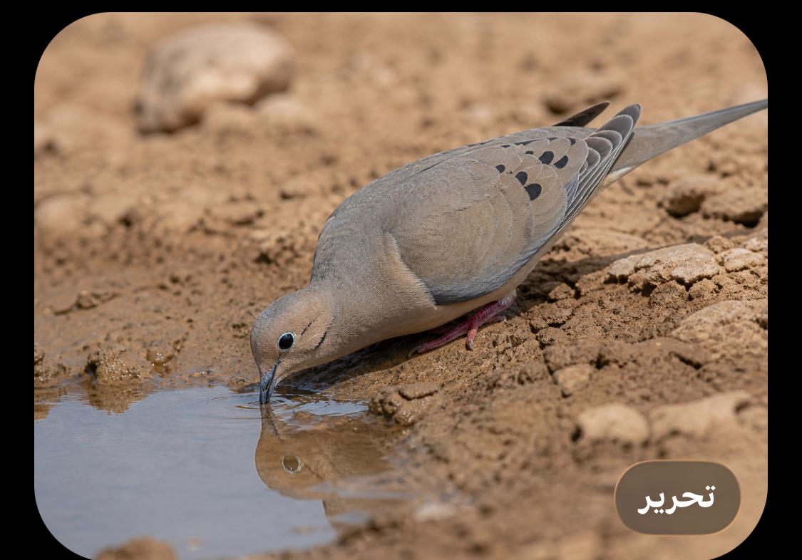 هذا صيفنا اللاهب و الدعوة لإنقاذ الطيور ( القماري وغيرها )