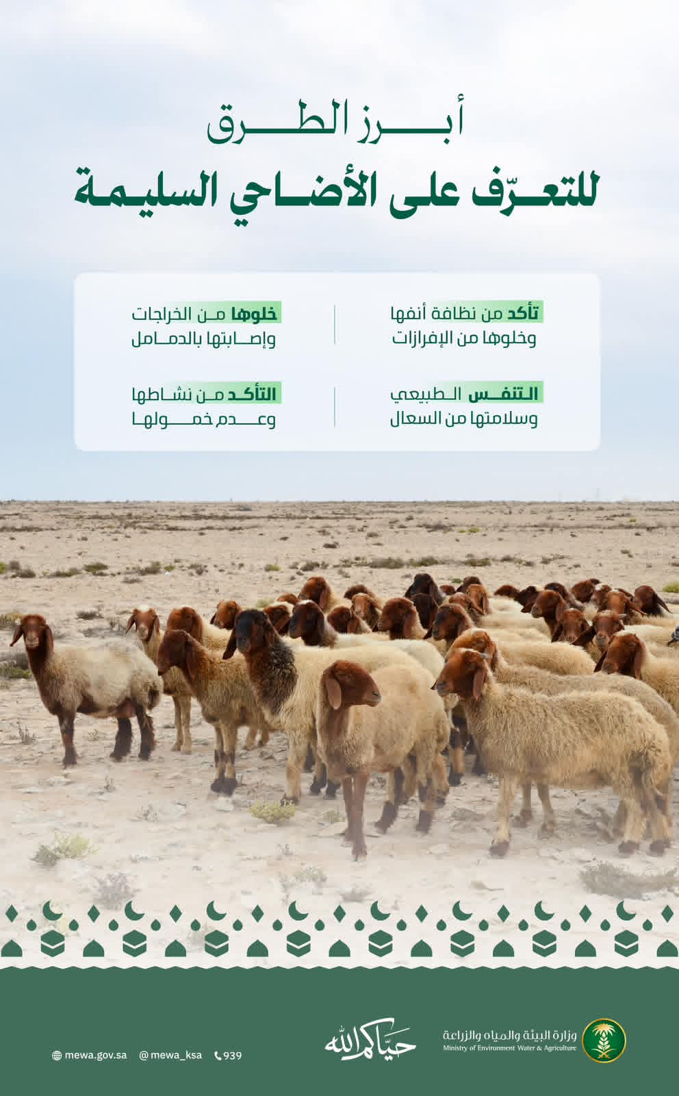 “البيئة”: مراعاة الإرشادات الصحية والبيطرية لاختيار الأضاحي يُعزّز جودة لحومها ويحمي الصحة العامة