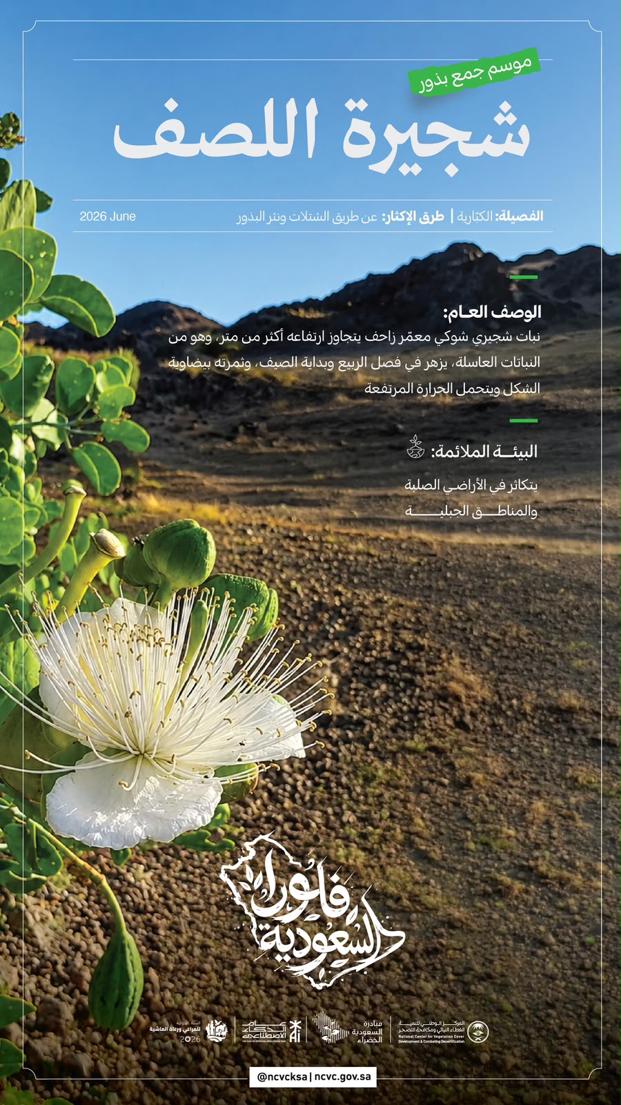 “الغطاء النباتي” يعلن انطلاق موسم جمع بذور اللصف لتعزيز التنوع الأحيائي واستدامة النظم البيئية