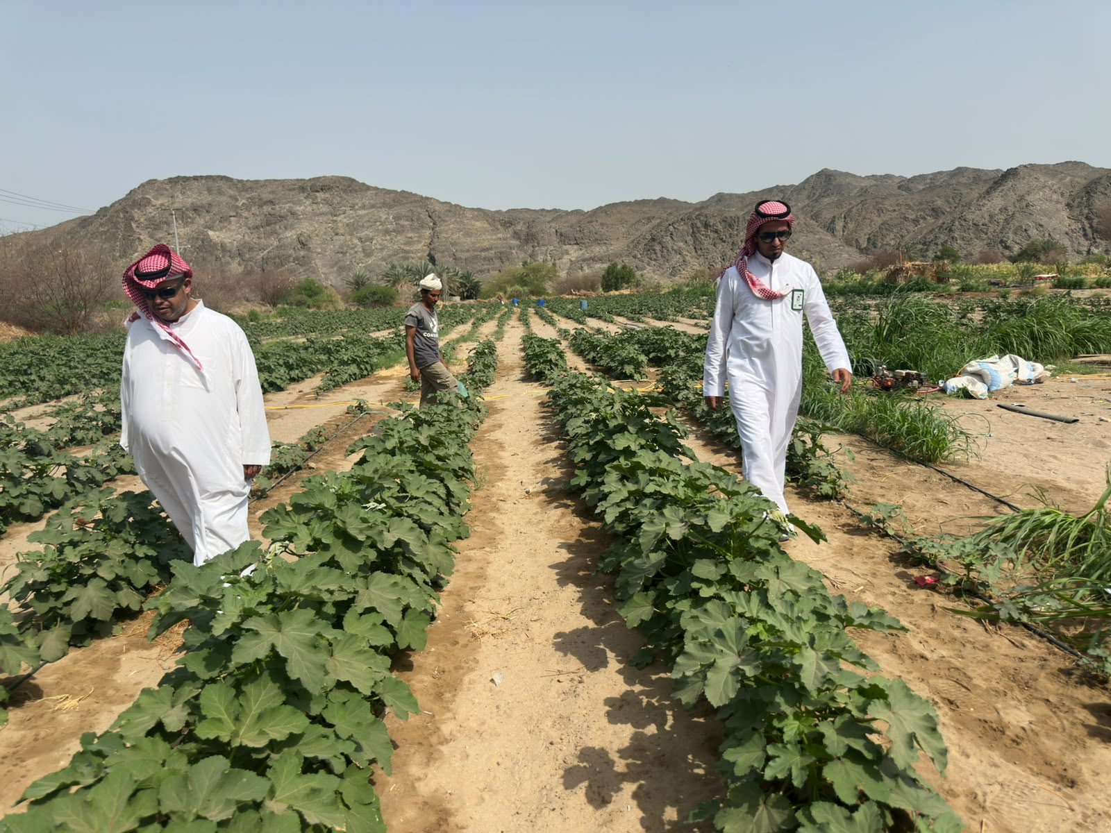 بيئة رابغ تواصل أعمالها في جمع عينات من المزارع لمتبقيات المبيدات وإرسالها للمختبر