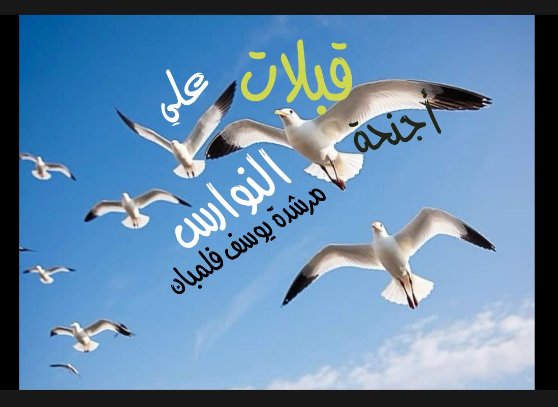 قبلات على أجنحة النوارس