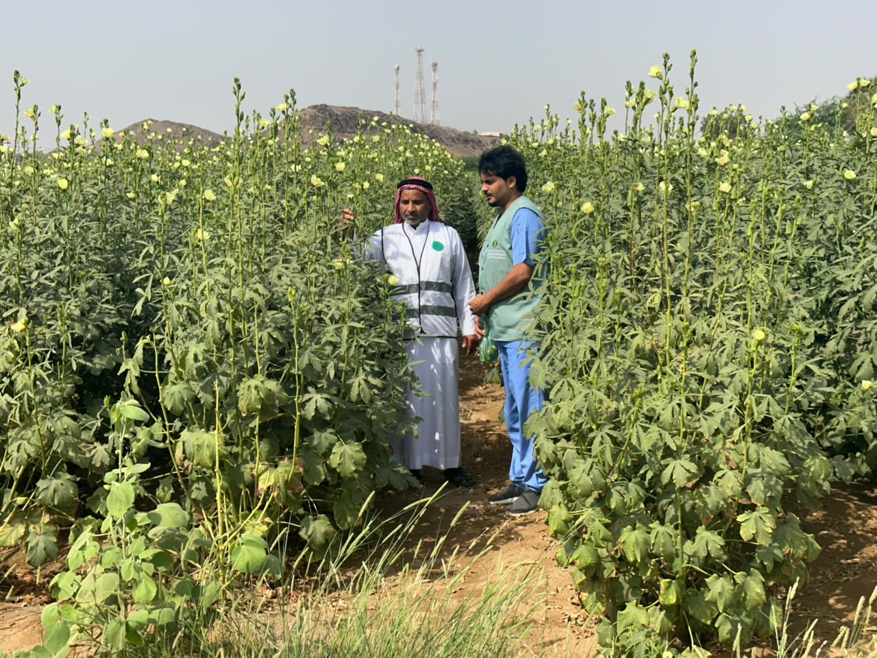 “مكتب وزارة البيئة والمياه والزراعة بمحافظة رابغ يكثّف الجولات الرقابية على مزارع المحافظة لتعزيز الامتثال وحماية الإنتاج الزراعي”